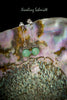 Earrings - Silver Chrysoprase (Australian Jade)